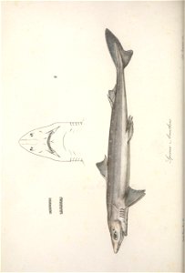 n569_w1150