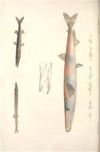 n421_w1150