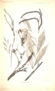n81_w1150