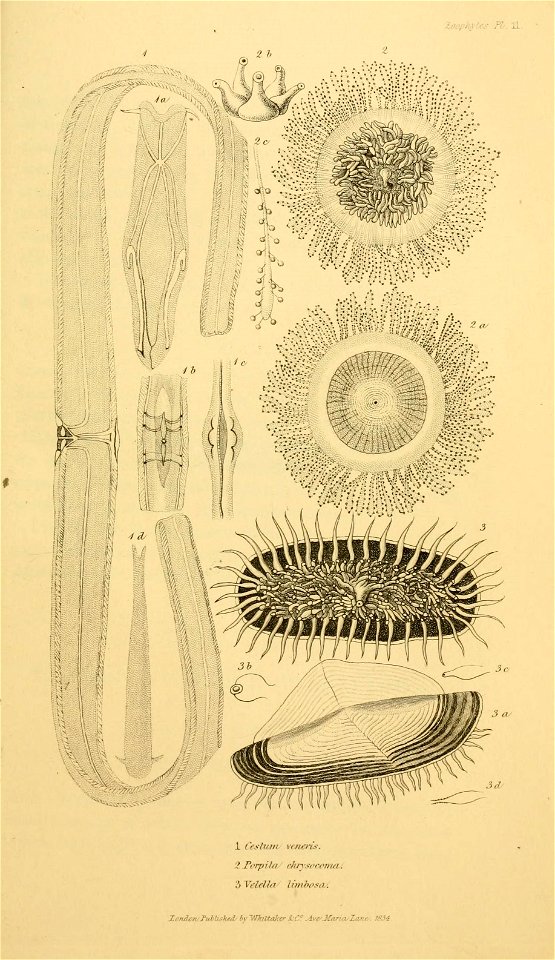 n616_w1150