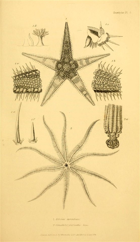 n538_w1150