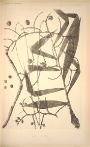 n207_w1150