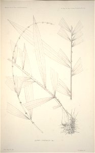n177_w1150