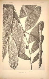 n156_w1150