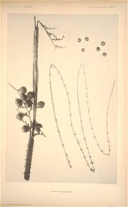 n126_w1150