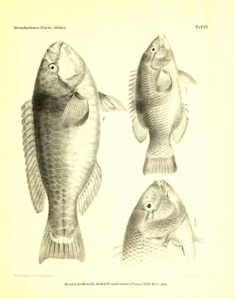 n56_w1150