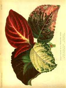 n185_w1150