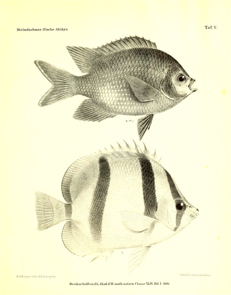 n54_w1150