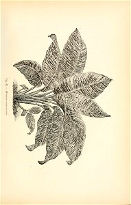 n366_w1150
