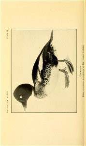 n175_w1150