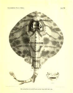 n58_w1150