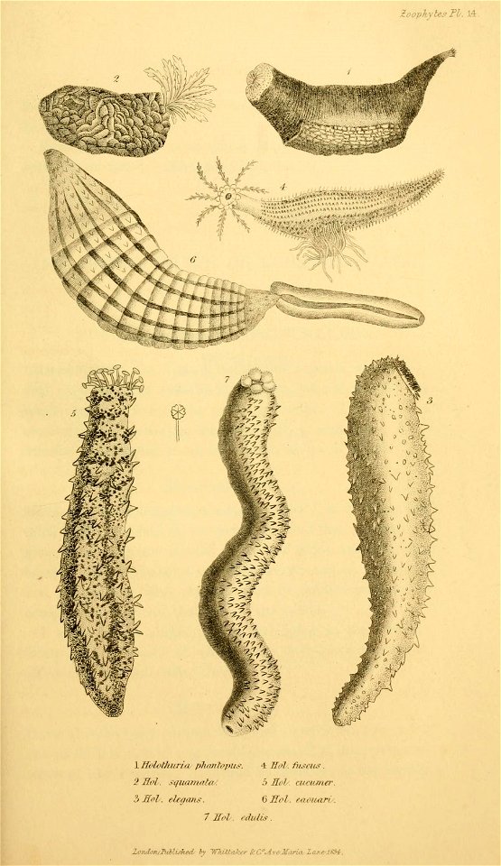 n556_w1150
