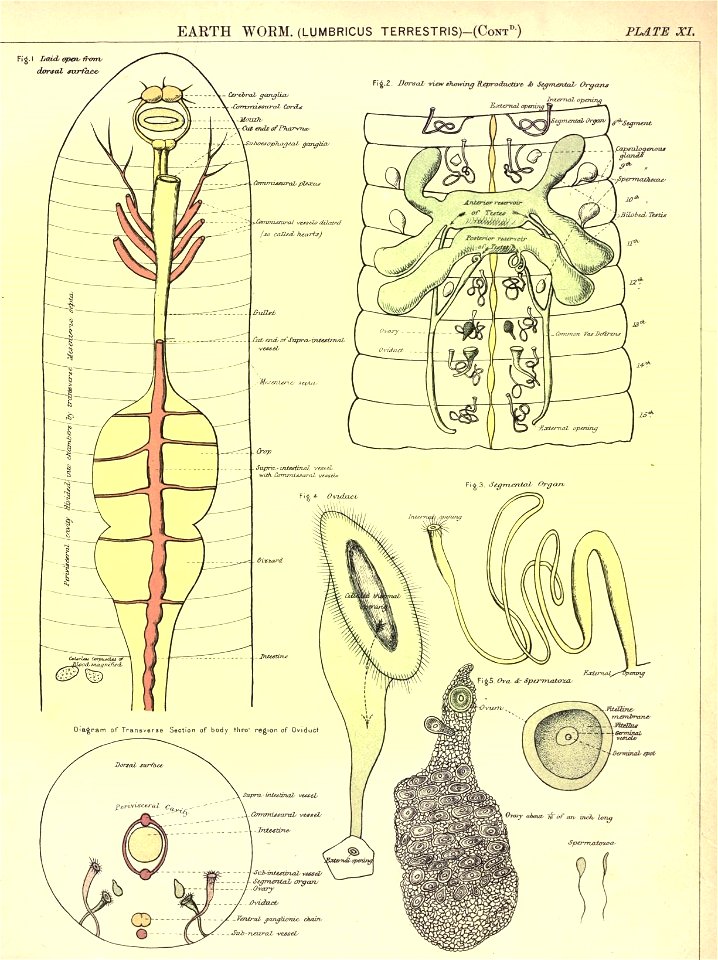 n55_w1150