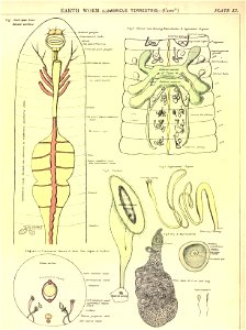 n55_w1150