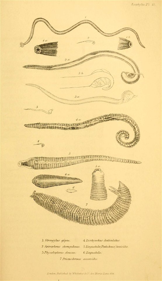 n574_w1150