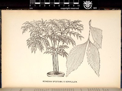 n217_w1150