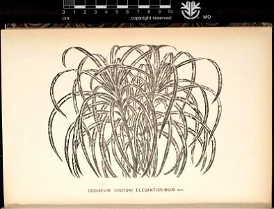 n207_w1150