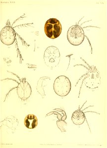 n596_w1150