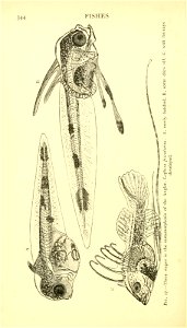 n425_w1150