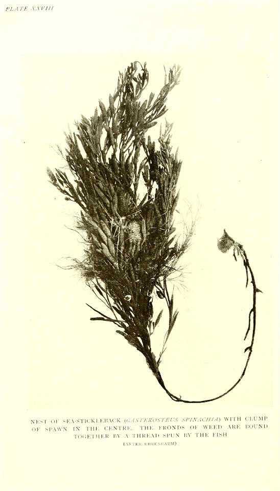 n407_w1150