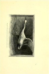 n20_w1150