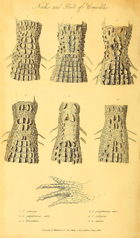 n173_w1150
