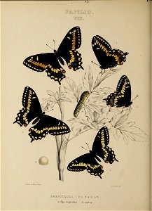 n61_w1150
