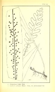 n680_w1150