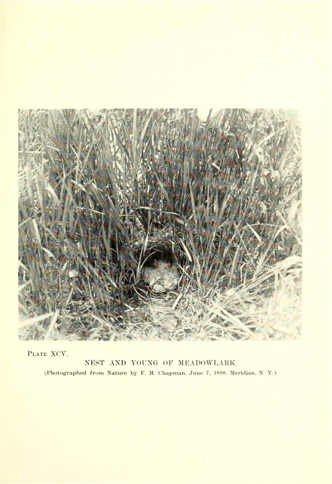 n196_w1150