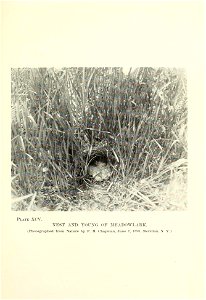 n196_w1150