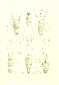 n466_w1150