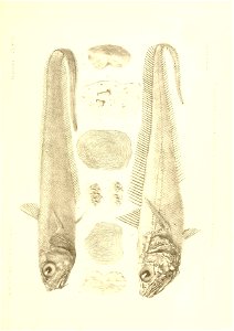 n454_w1150