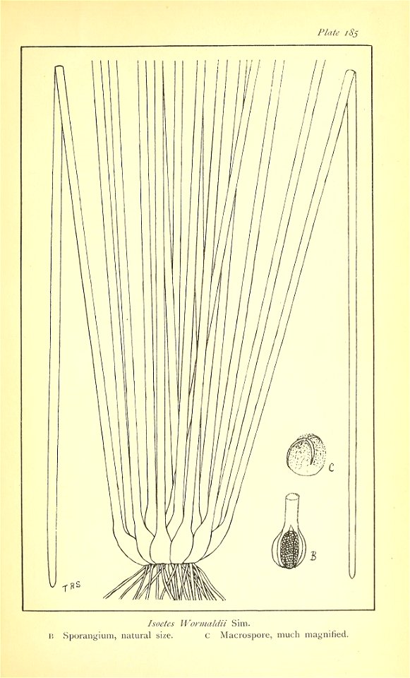 n768_w1150