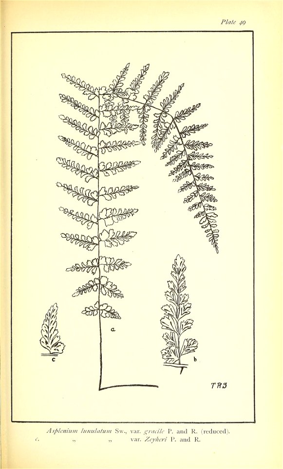 n496_w1150