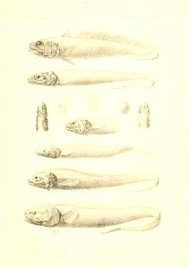 n466_w1150