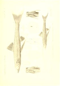 n436_w1150