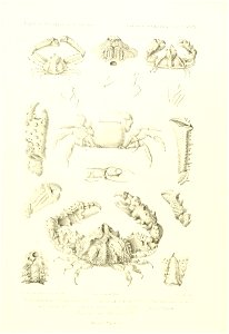 n442_w1150
