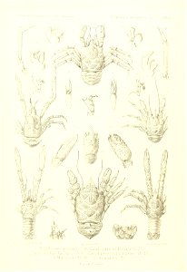 n468_w1150