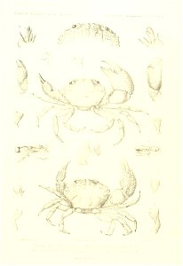 n438_w1150