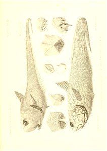 n458_w1150