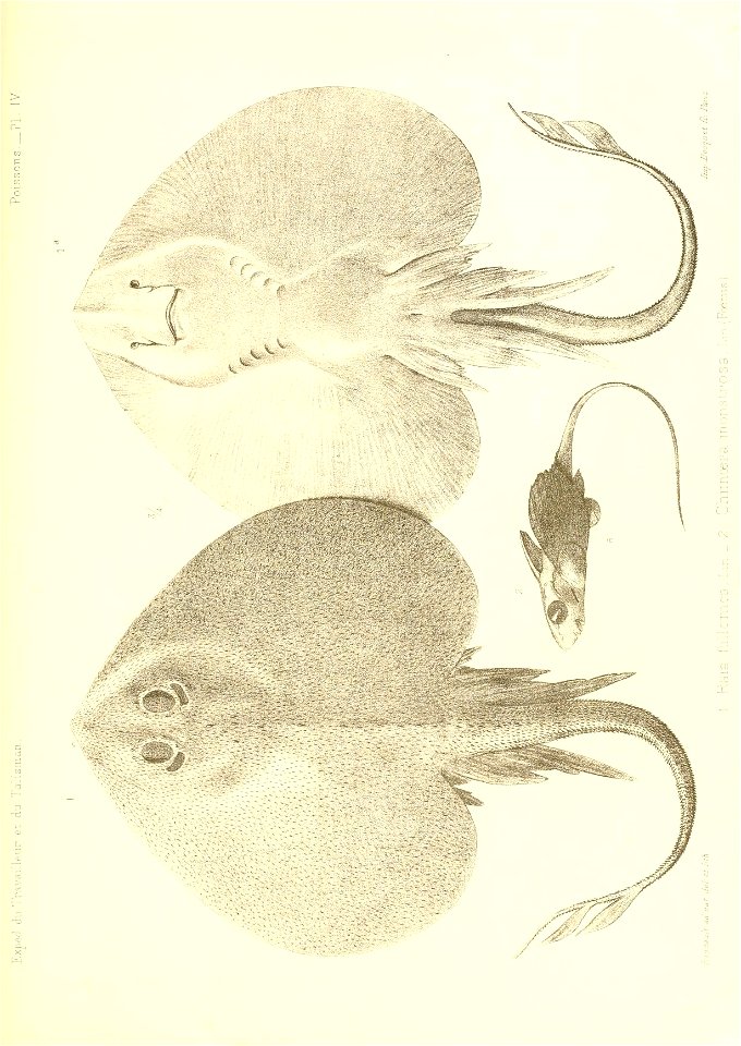 n426_w1150