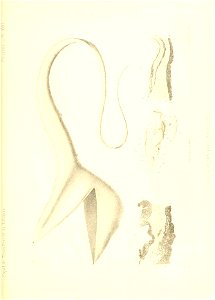 n452_w1150