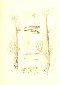 n438_w1150