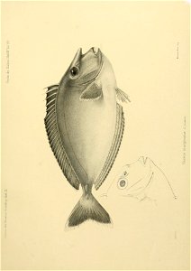 n306_w1150