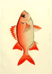 n262_w1150