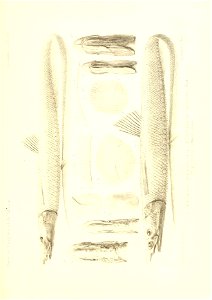 n450_w1150