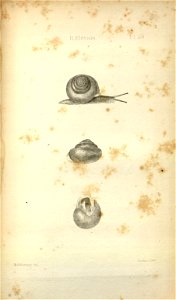 n557_w1150