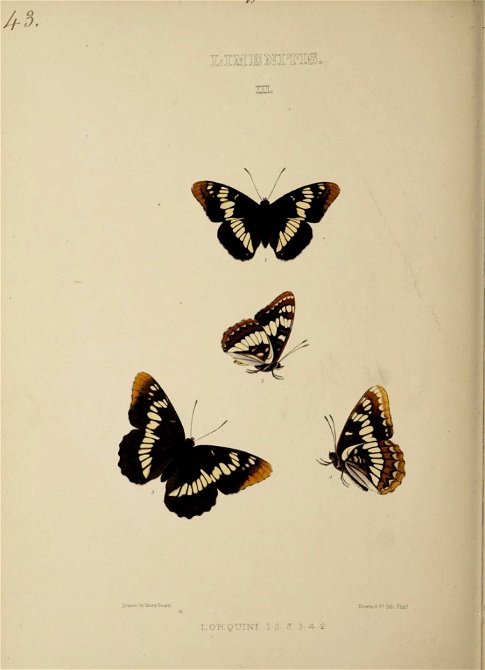 n235_w1150