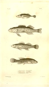 n538_w1150