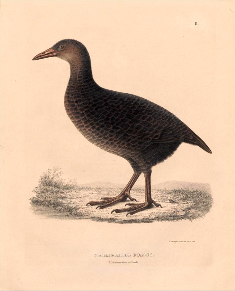 n56_w1150